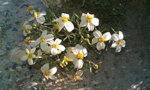 Desert Zinnia