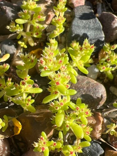 Japanese Black Pine Bonsai