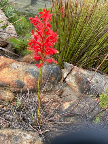 Red Reedpipe Bonsai