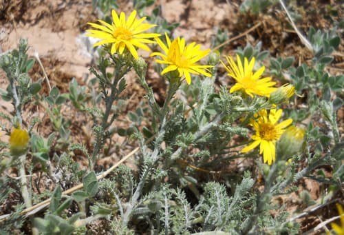 Spiny Goldenweed