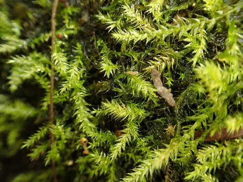 Streamside Leptodictyum Moss