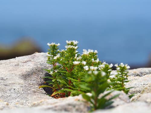 Spoonleaf Yellow Loosestrife Bonsai