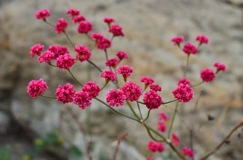 Redflower Buckwheat Bonsai