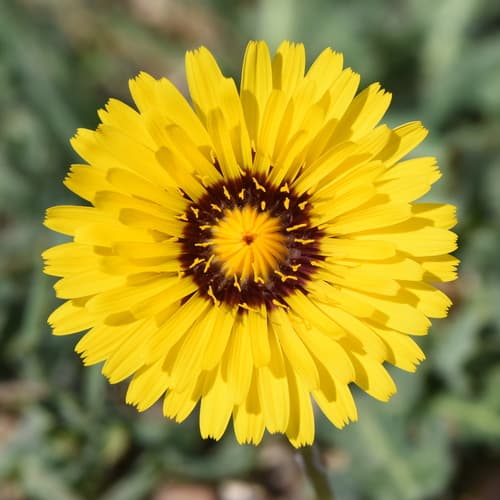 False Sow-thistle