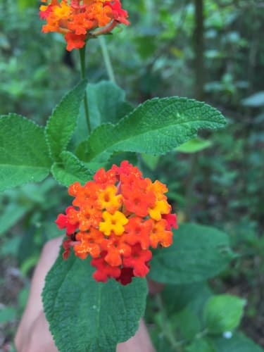 Lantana horrida Bonsai