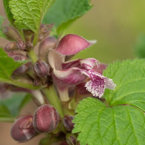 Balm-leaved Archangel Bonsai