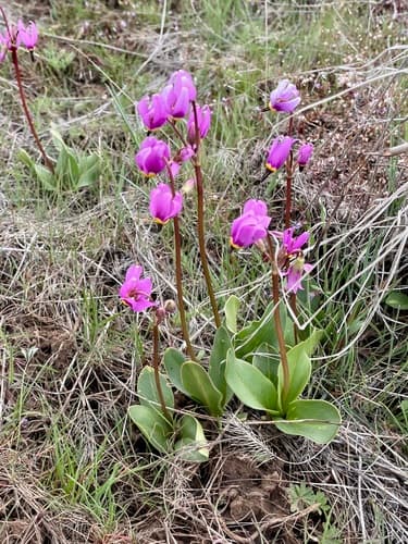 Bonneville Shooting Star