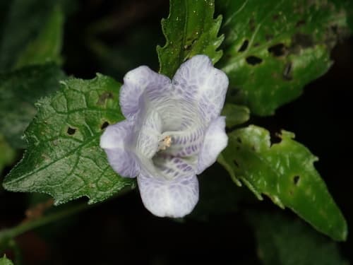 Strobilanthes flexicaulis