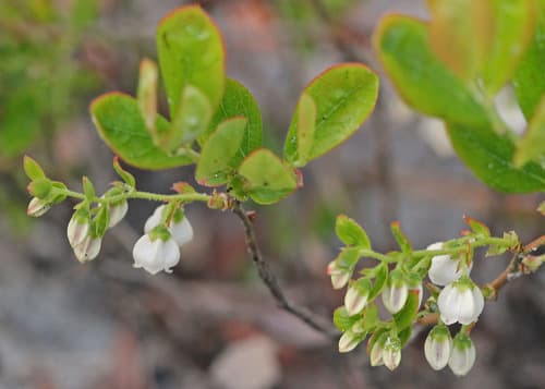 Dwarf Huckleberry Bonsai