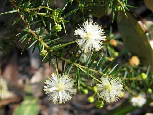 Juniper Wattle Bonsai