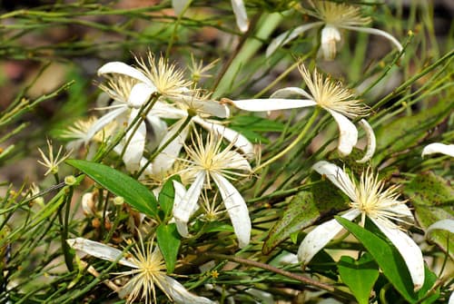 Australian Clematis