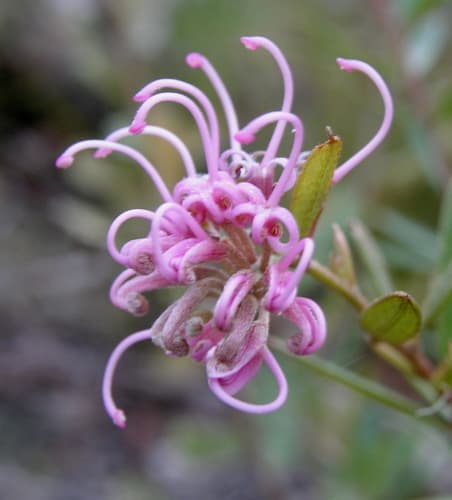 Pink Spider Flower