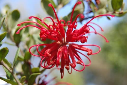 Red Spider Flower