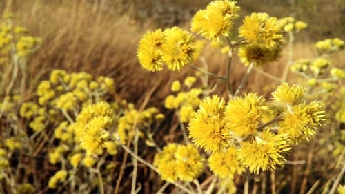 Achyrocline saturejoides