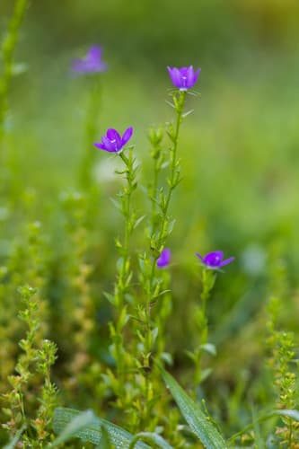 Venus's looking-glass Bonsai