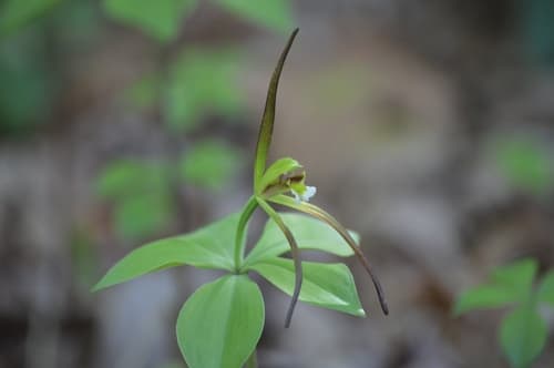 Large Whorled Pogonia