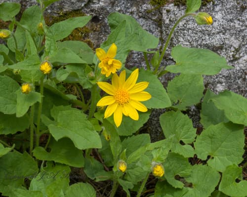 Heartleaf Arnica