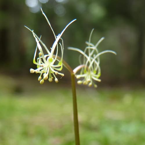 Spleenwortleaf Goldthread