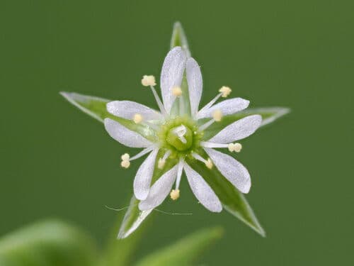 Bog Stitchwort Bonsai