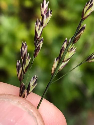 Smallflower Melicgrass