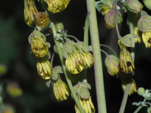 Fendler's Meadow-rue