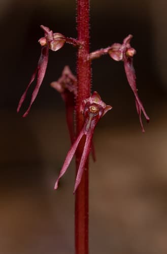 Southern Twayblade Orchid Specimen
