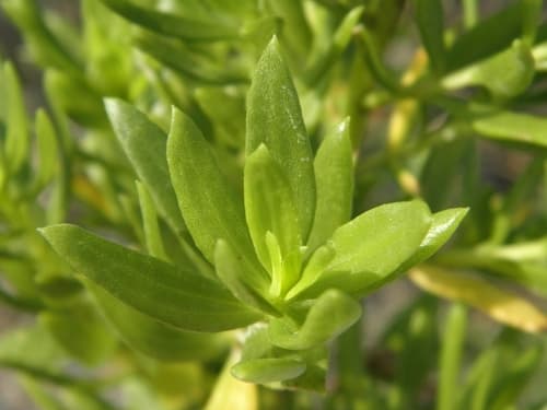 Dune Marsh-elder Bonsai