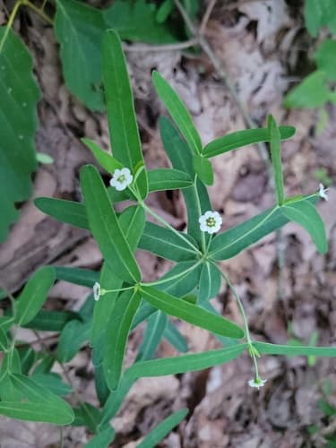 False Flowering Spurge Bonsai