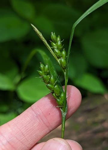 Inflated Narrow-leaved Sedge