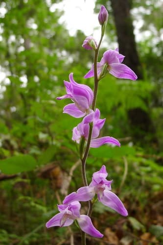 Red Helleborine