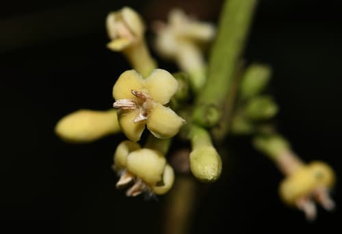 Common Tricalysia Bonsai