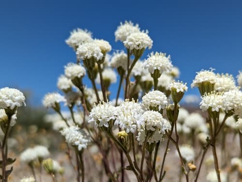 Desert Pincushion