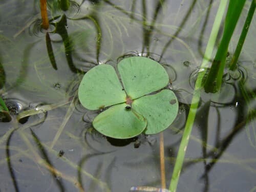 Water Clover