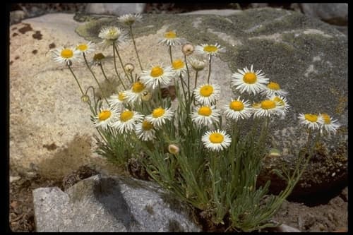 Shaggy Fleabane