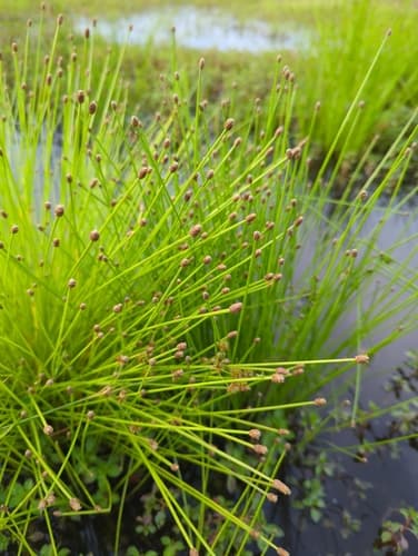 Blunt Spikerush Bonsai
