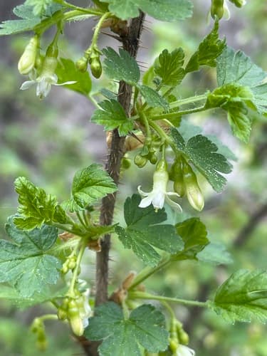 Canadian Gooseberry