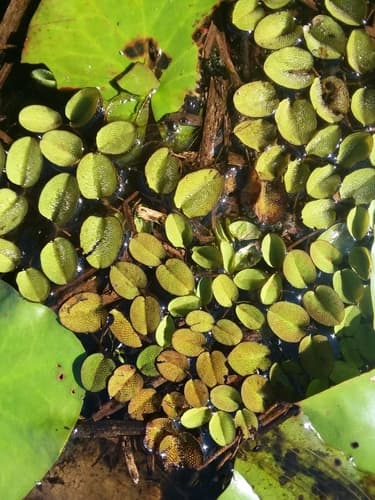 Giant Salvinia