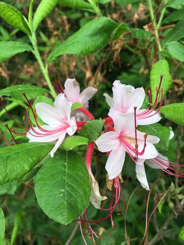 Early Azalea