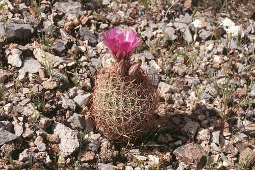 Johnson's Beehive Cactus