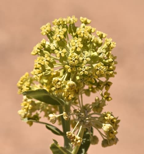 Desert Milkweed