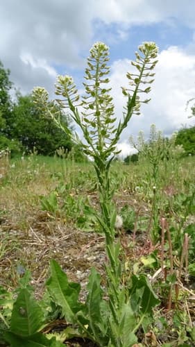 Field Peppergrass Specimen
