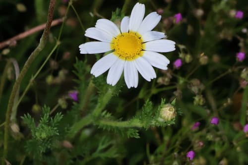 Moroccan Chamomile Bonsai