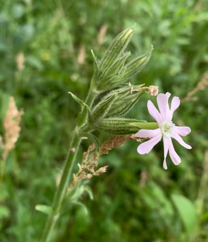 Night-flowering Catchfly