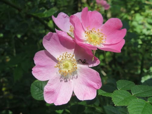 Glaucous Dog Rose