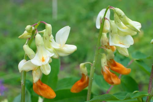 Gmelin’s vetchling