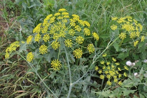 Dill Plant