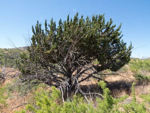 Redberry Juniper Bonsai