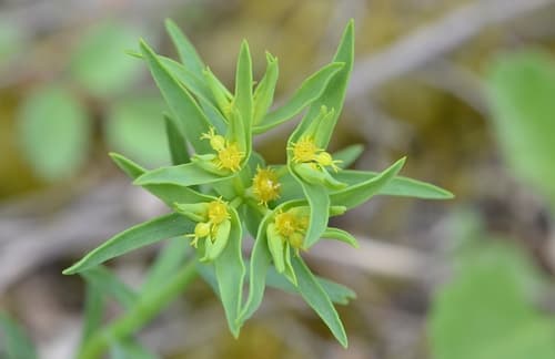 Dwarf Spurge