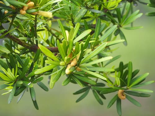 Buddhist Pine Bonsai