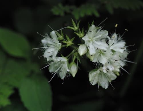 Broad-leaf Waterleaf